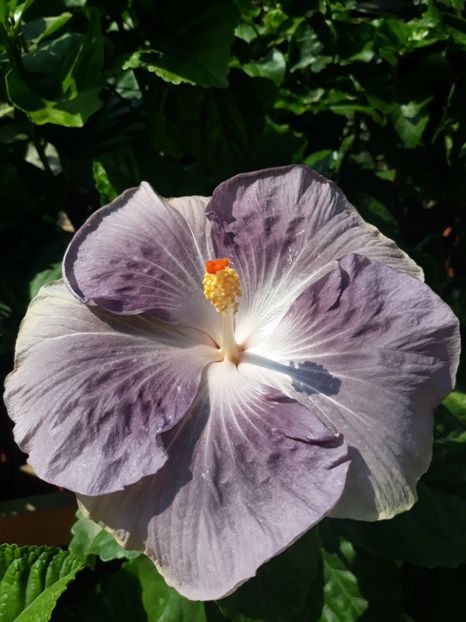 Moorea Mangy Blue - HIBISCUS