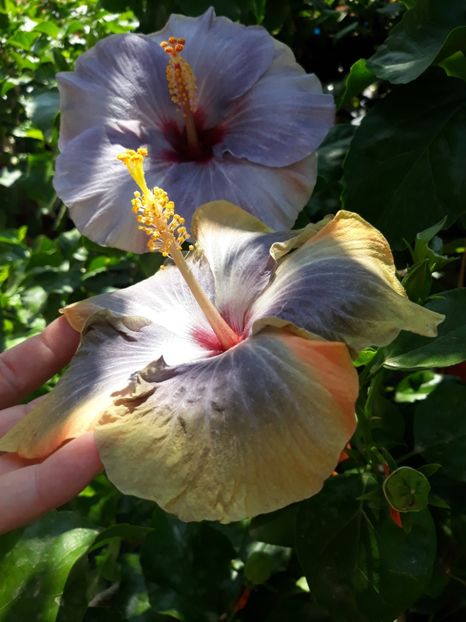  - HIBISCUS