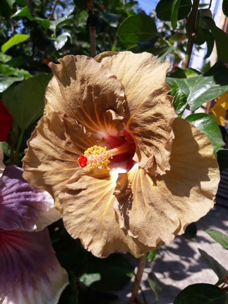 Suntan - HIBISCUS