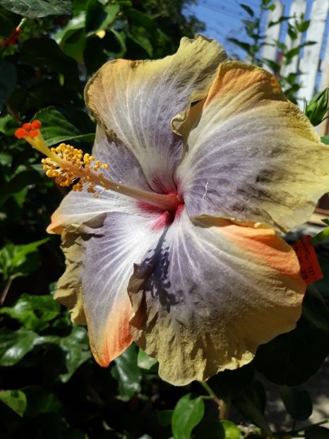 RK Magical Evening - HIBISCUS