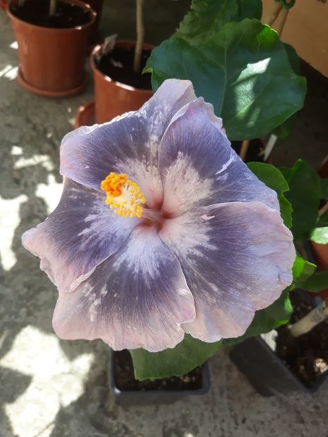 RMMA Blog Avenue - HIBISCUS