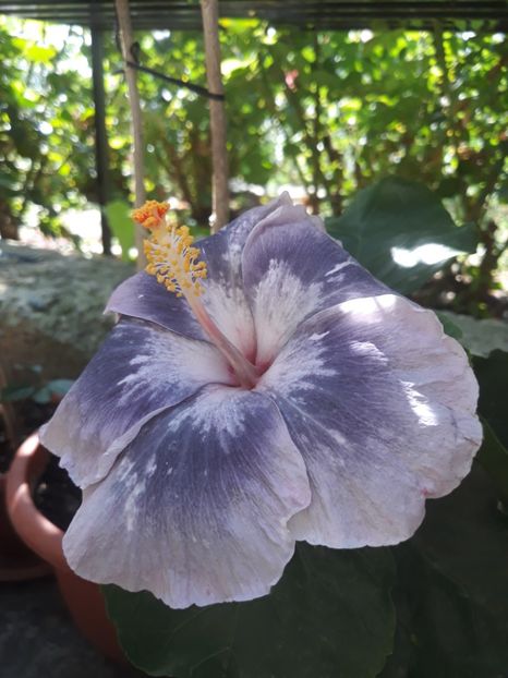  - HIBISCUS