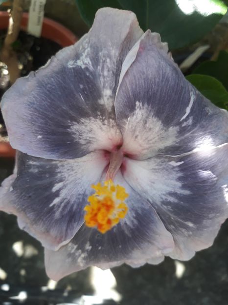  - HIBISCUS