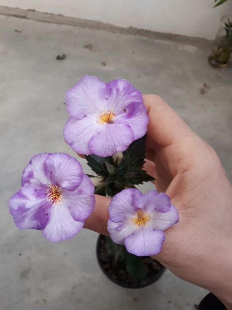  - Achimenes 2019