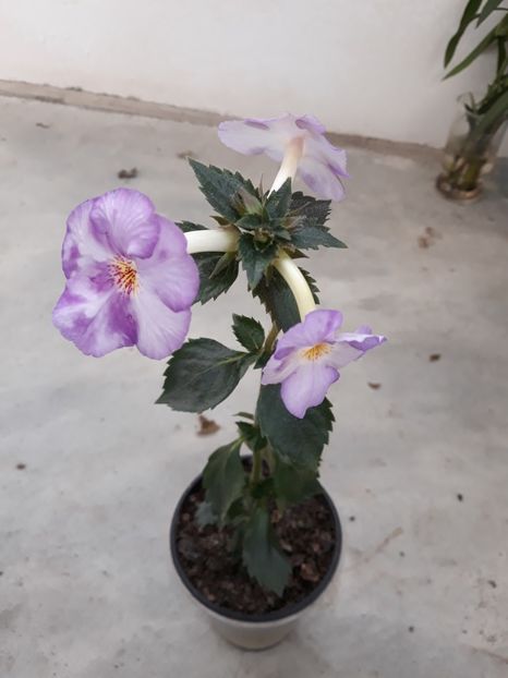  - Achimenes 2019