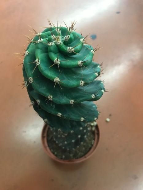 90DD5BCC-70EA-4CC1-BD48-94EA88D38BD4 - Vand cactusi cereus spiralis