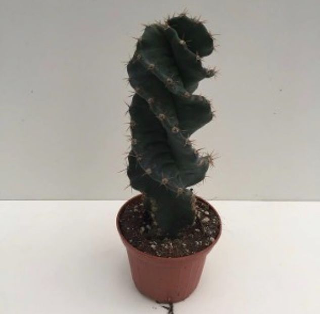 DB3C0164-A3AE-493E-9EDA-F12D85394D4C - Vand cactusi cereus spiralis