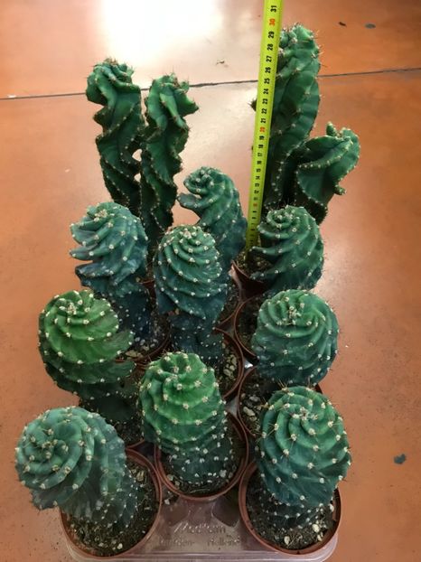 759D5AA6-24D0-4775-BD74-1377442DAB83 - Vand cactusi cereus spiralis