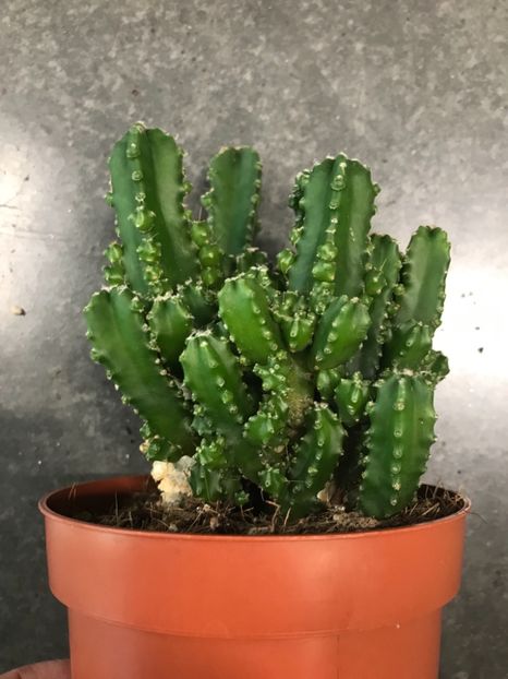 2AE23987-6B8C-4E4C-A2AD-1CF043CFEA8D - Vand cactusi cereus peruvianus