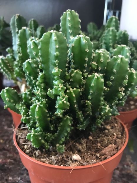 DA11C5D0-F88B-407E-90EB-8BB26E36455E - Vand cactusi cereus peruvianus