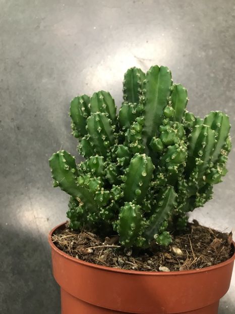 CF71EC24-F644-4265-90B3-278E931F39B9 - Vand cactusi cereus peruvianus