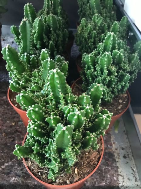 6466A605-DE42-4A3A-8481-C9D3CC589616 - Vand cactusi cereus peruvianus