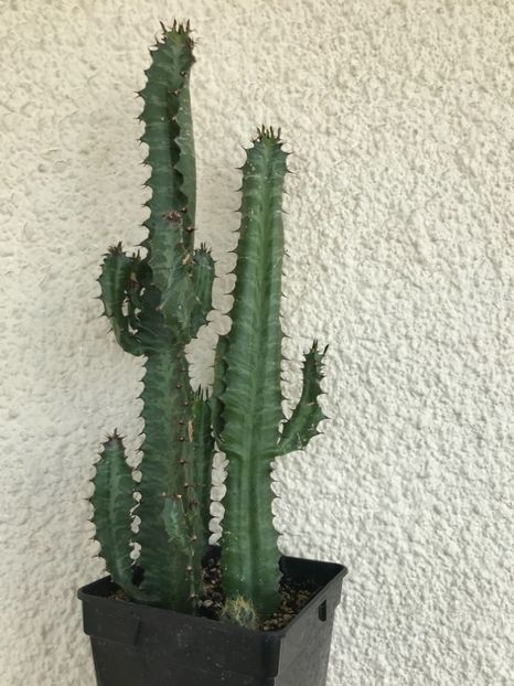 895DD3D1-99F0-4464-871E-AEABC81A366D - Vand diverse specii de cactusi