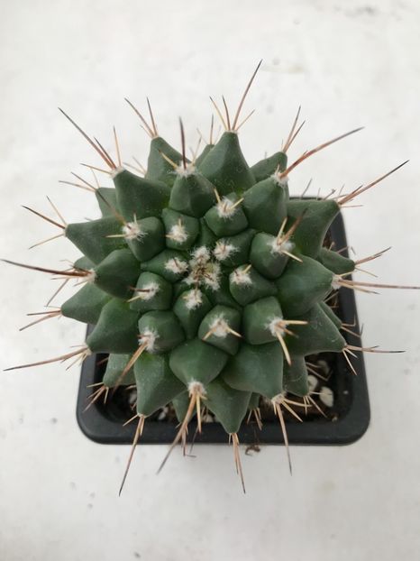 6825F45F-F349-4273-AD83-FF52C8222140 - Vand diverse specii de cactusi