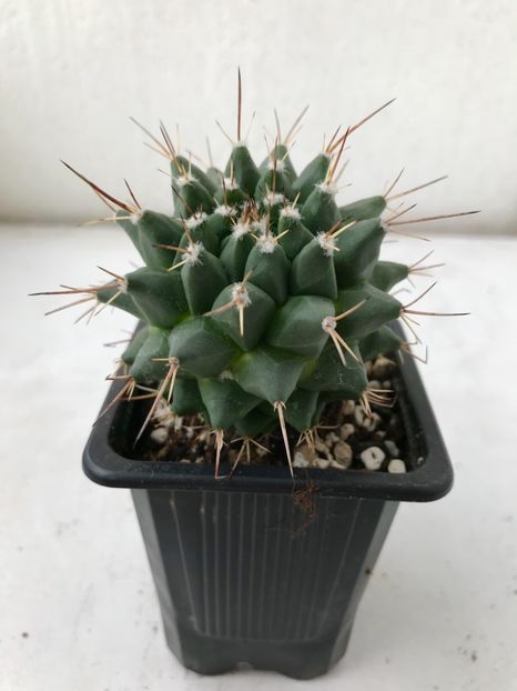 48A80780-6BB5-4187-AC7B-E3955E2ACE91 - Vand diverse specii de cactusi