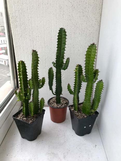 36E7E86A-3063-4C1F-8DBF-8422746A4F5D - Vand diverse specii de cactusi