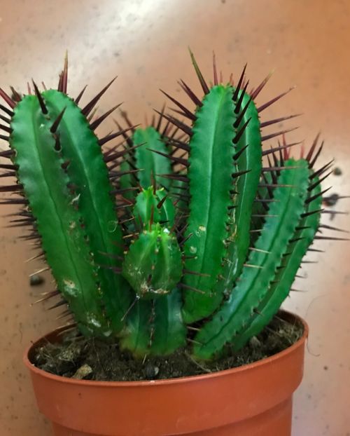 3E683EEF-3AD0-47DD-B638-F8E7A79267C9 - Vand diverse specii de cactusi