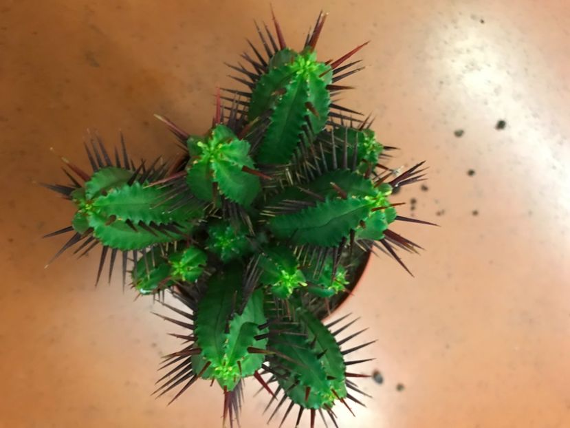 06BDD851-5550-4667-97AB-4E113B43F5EF - Vand diverse specii de cactusi