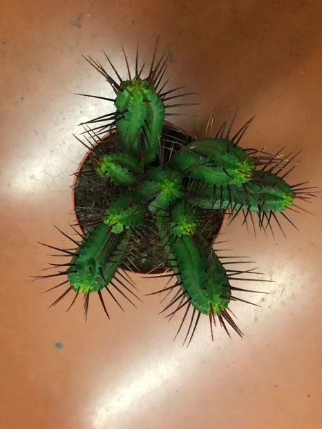 1B66633D-13E1-4FED-A55D-E78C92A6F03D - Vand diverse specii de cactusi