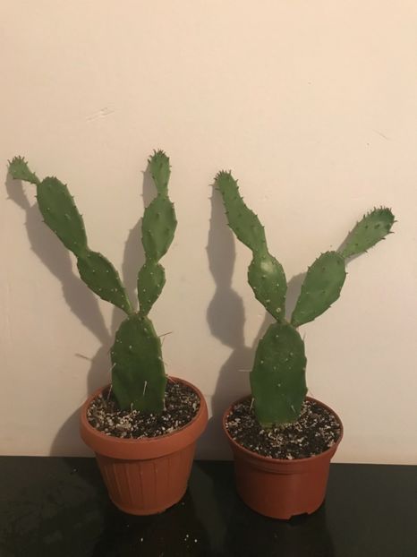 D65A2F77-6098-4FDD-9E8B-2E8182C482D5 - Vand diverse specii de cactusi