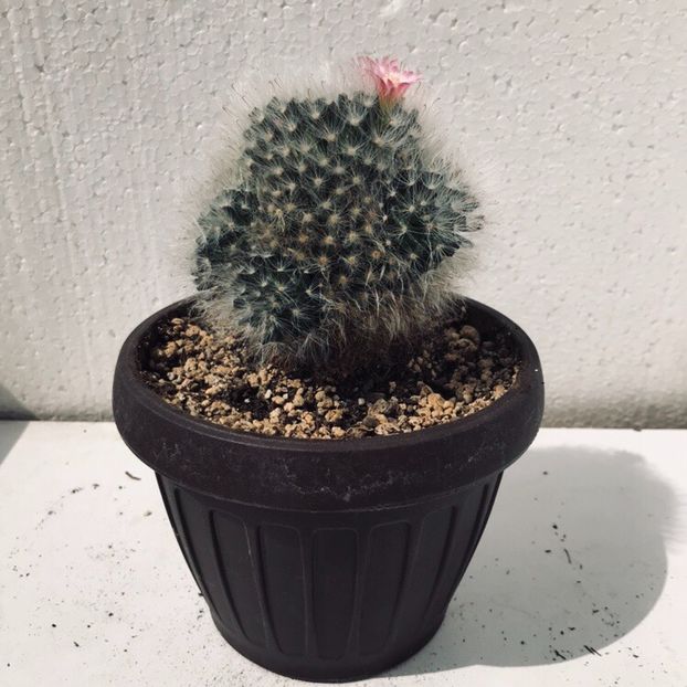 06795087-458B-4B57-B56A-951887AA3CEA - Vand diverse specii de cactusi