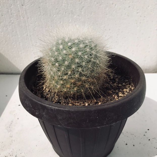 29823BC4-6A7F-4EE7-BCCE-E1DE764F4AAB - Vand diverse specii de cactusi