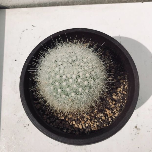 B6F6A08B-56F7-4B2F-A749-3CF5CAC8416C - Vand diverse specii de cactusi