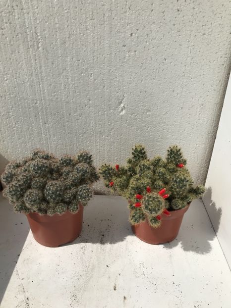 683C0314-40EB-40CA-8329-38D5E19F3F7A - Vand diverse specii de cactusi