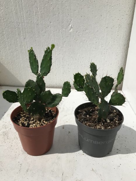 4420ABF5-3F8C-499A-94D8-EF30EE28B4E0 - Vand diverse specii de cactusi