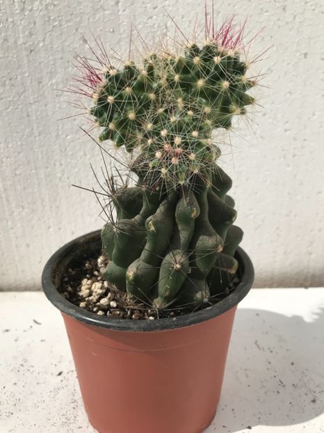 72C3EE4F-B7DC-4AC9-A03A-37A0EE7A2857 - Vand diverse specii de cactusi