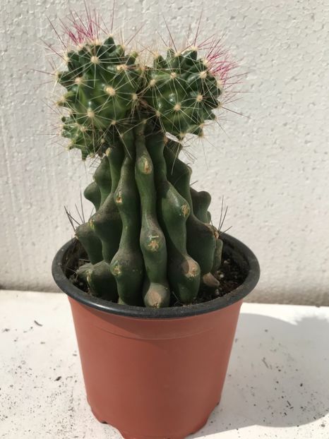 B783DBFA-CC67-4D9D-9139-665C5A0AE176 - Vand diverse specii de cactusi