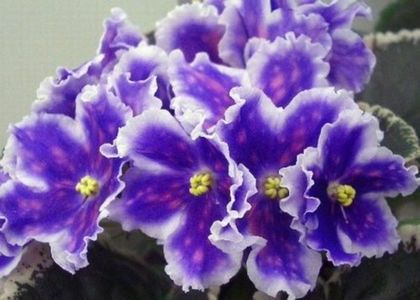 Vat Car Goroh rez. - 111 Mayana