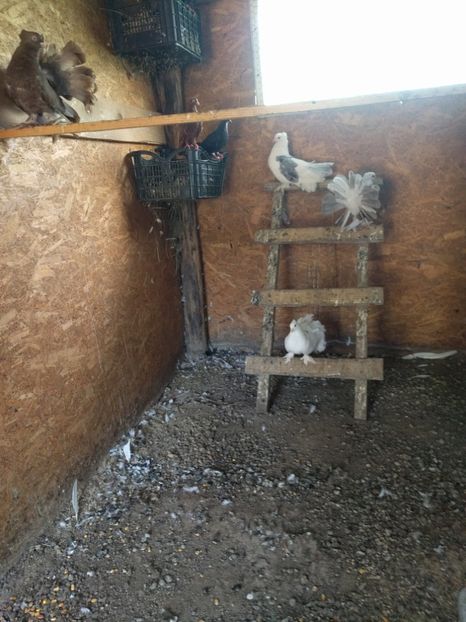  - 15 Voltati indieni 2017-2019