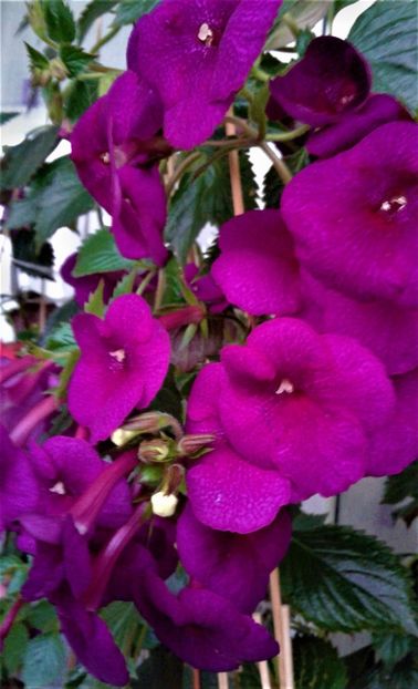 20191024_084047-1 - achimenes Jennifer Goode