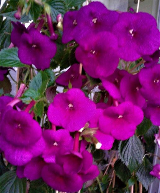 20191024_083933-8 - achimenes Jennifer Goode