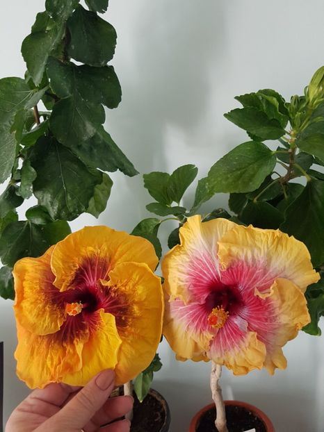  - HIBISCUS 2019