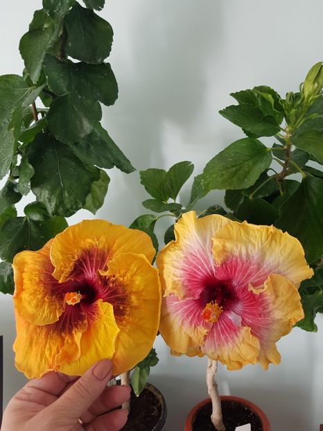  - HIBISCUS 2019