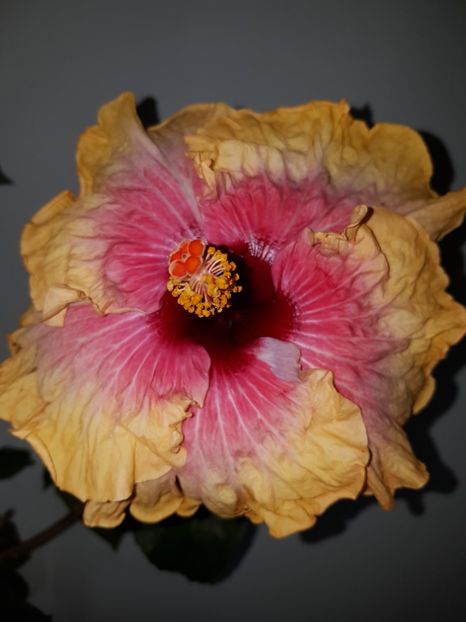  - HIBISCUS 2019