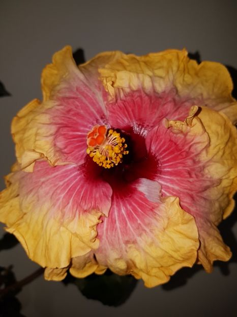  - HIBISCUS 2019
