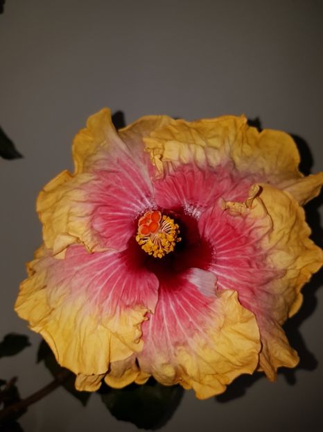  - HIBISCUS 2019