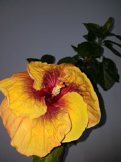  - HIBISCUS 2019
