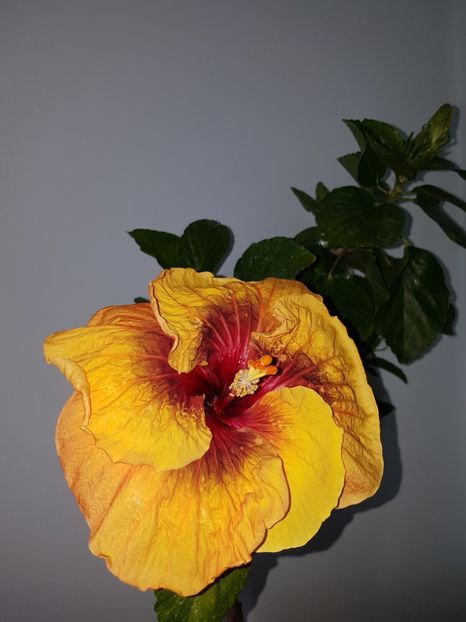  - HIBISCUS 2019