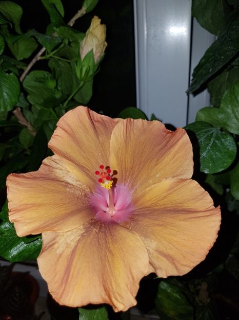  - HIBISCUS 2019