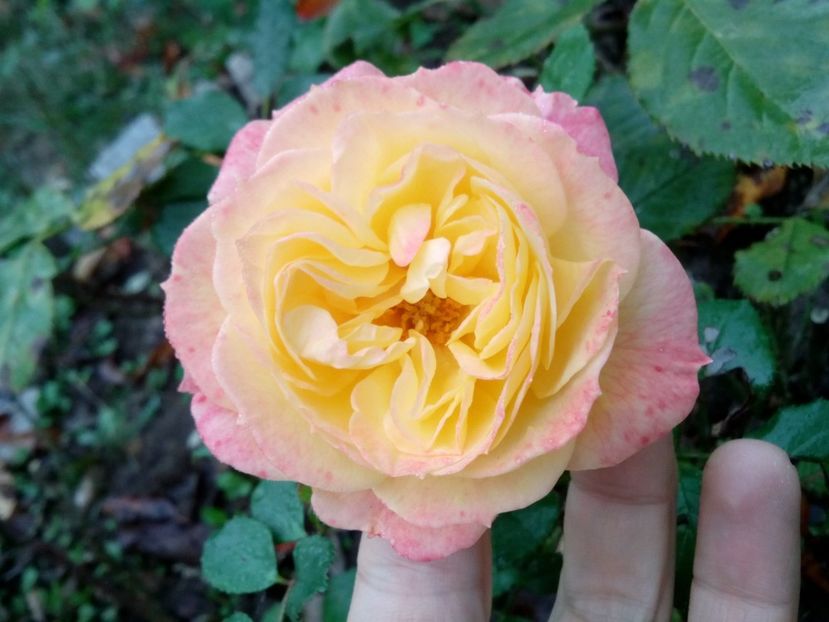 Octombrie 2019 - Gartenspass