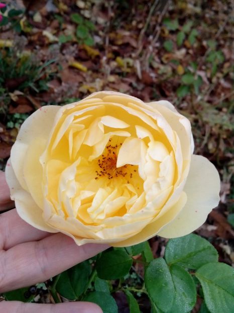 Octombrie 2019 - Graham Thomas