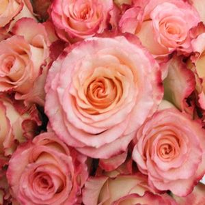 Duett_Pink_and_Cream_Rose_Close350_51fe13e2 - DUETT Kordes