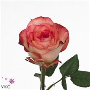rose-antique-duett10 - DUETT Kordes