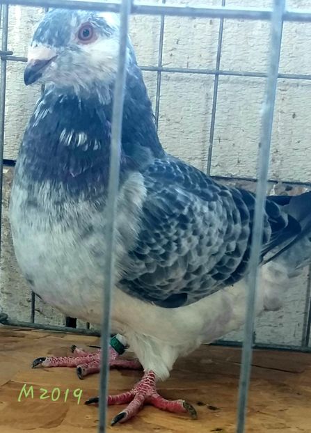  - Voiajori standard de vanzare