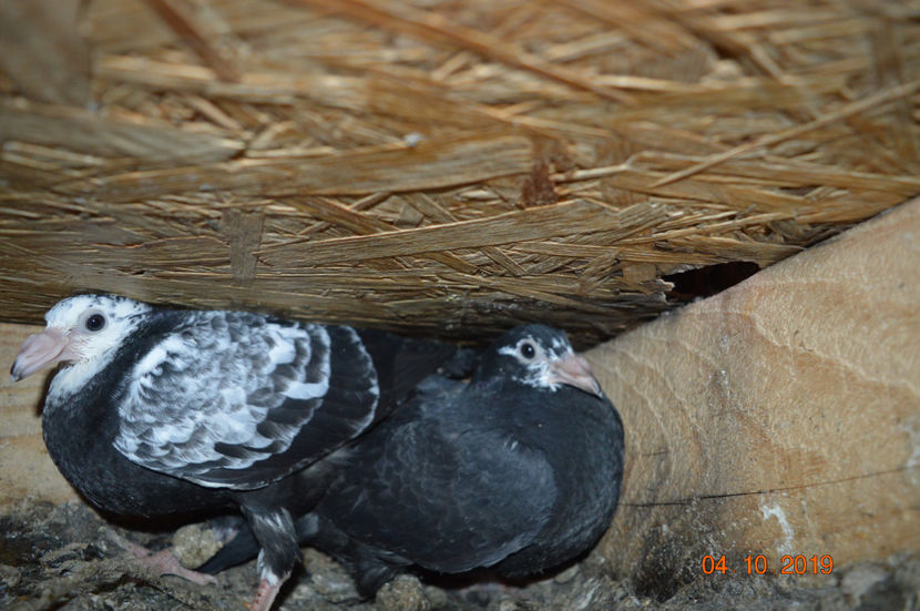 P31 (1006-1007) - PORUMBEI DONATI 2019 dantm1