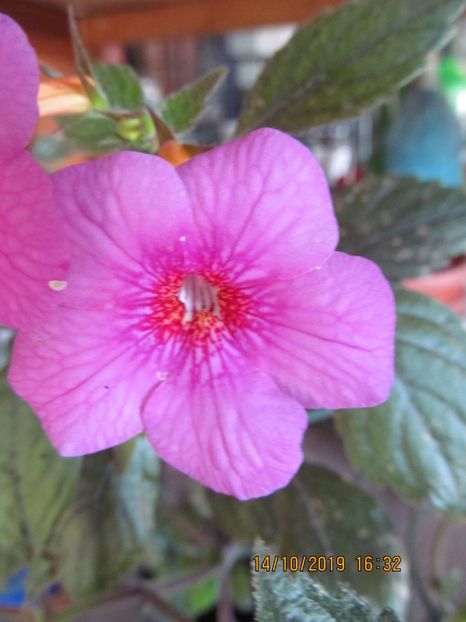  - ACHIMENES 2020 - VANZARI HIBRIZI